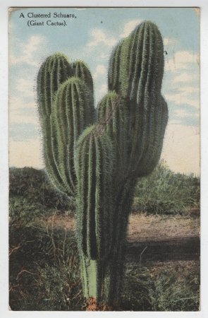 Postcard