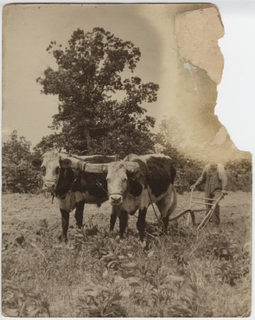 Man plowing a field